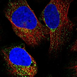 LSM4 Antibody, Novus Biologicals 25 &mu;L; Unlabeled:Antibodies, Polyclonal